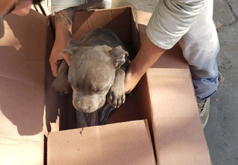     «Папа ее бьёт»: в приют подбросили щенка с запиской от 12-летнего мальчика