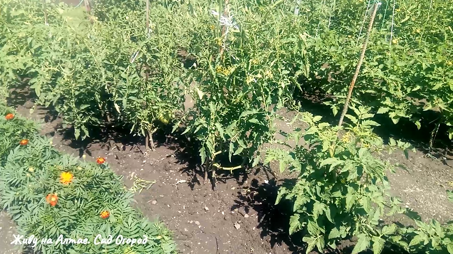 Томатный гном "Дикий Фред" справа два крепких кустика, фото из личного архива