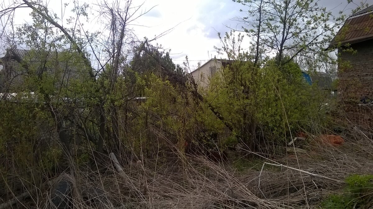 Еще черемухи, ближе к дому помоложе деревца