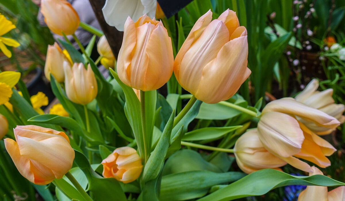 выставка тюльпанов томск 2024. выставка тюльпанов в аптекарском огороде 2023. выставка тюльпанов аптекарский огород 2024. аптекарский огород тюльпаны. тюльпаны в аптекарском огороде 2022.