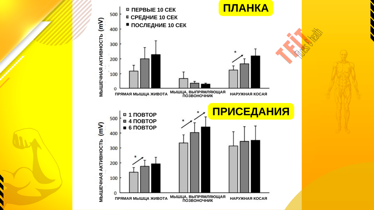 Наглядное сравнение активности мышц при выполнении планки и приседаний