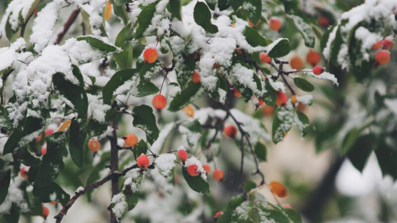     Зима, погода, снег, мороз. открытые источники (CC0)