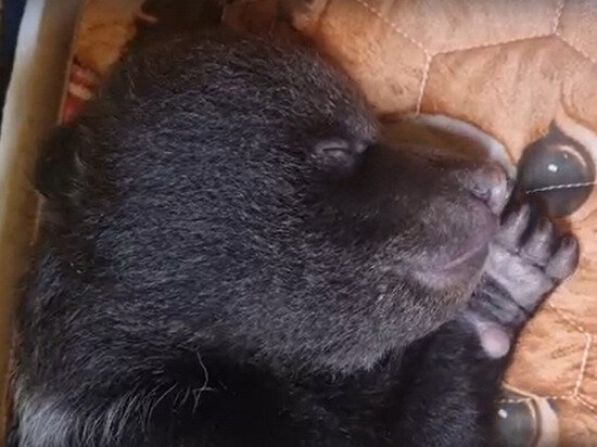     фото: скриншот из видео