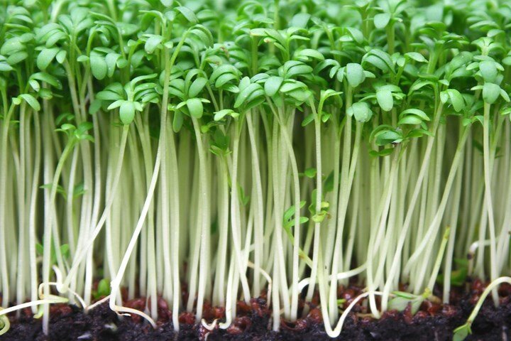 Кресс салат