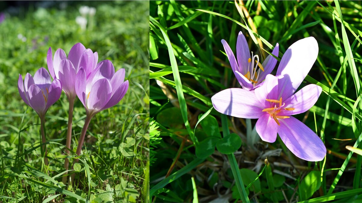 Осенний крокус