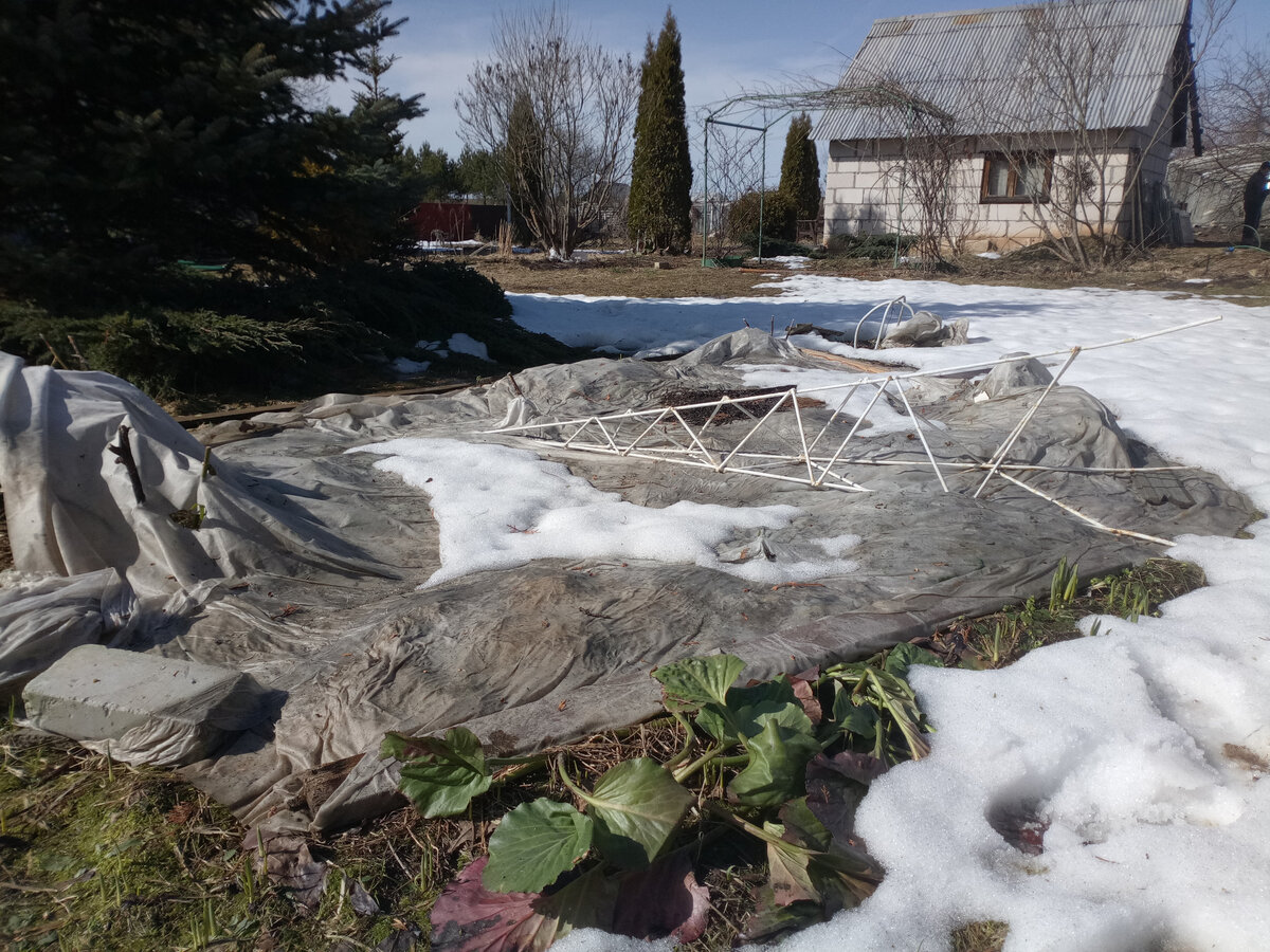 Сплющенное укрытие для роз. Конец апреля