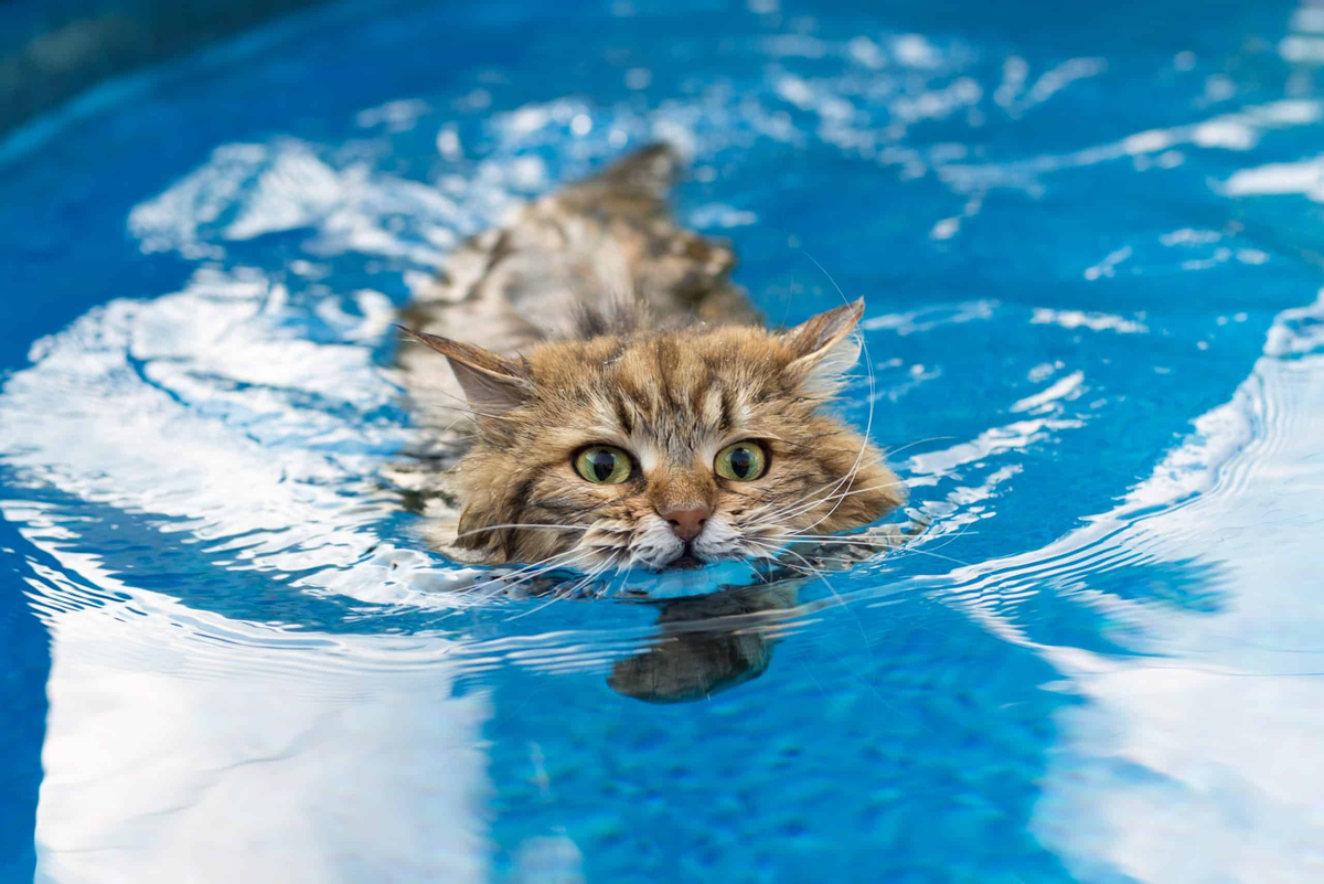 Кот плывет. Кошка в воде. Кошка плавает. Котенок купается.