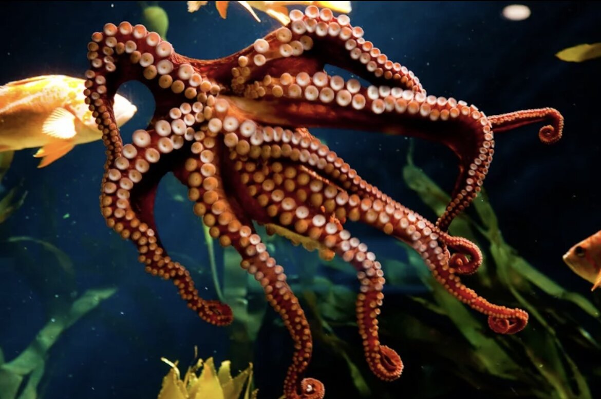 Octopus animal. Карибский рифовый осьминог. Осьминог Джильберта. Морские обитатели осьминог. Осьминог красивый.