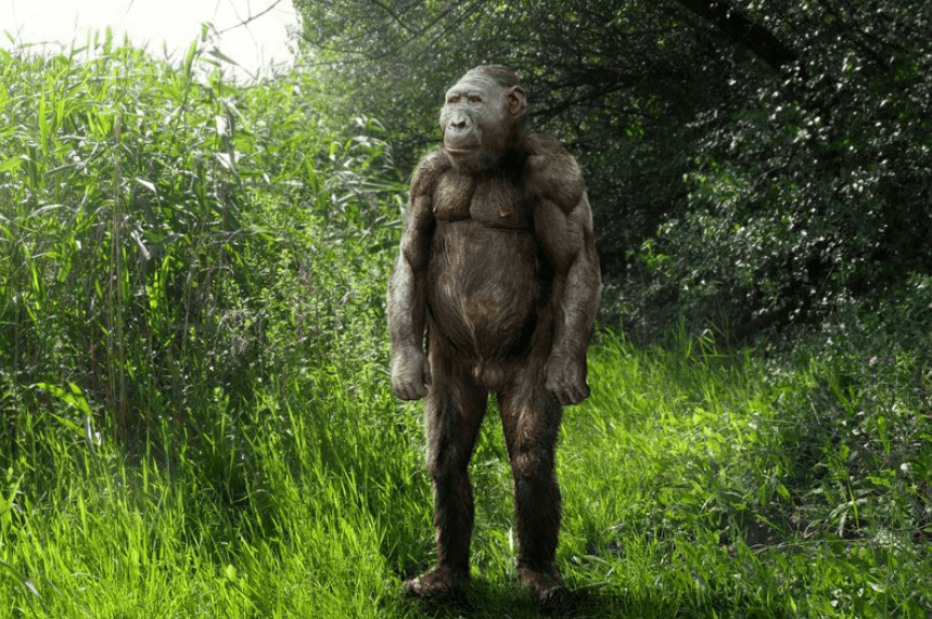    Парантроп изготавливал каменные орудия 3 миллиона лет назад