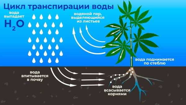 Пример транспирации у растений Участок с подтоплением. Смириться с этим или все-таки решение есть? Садовник Ага