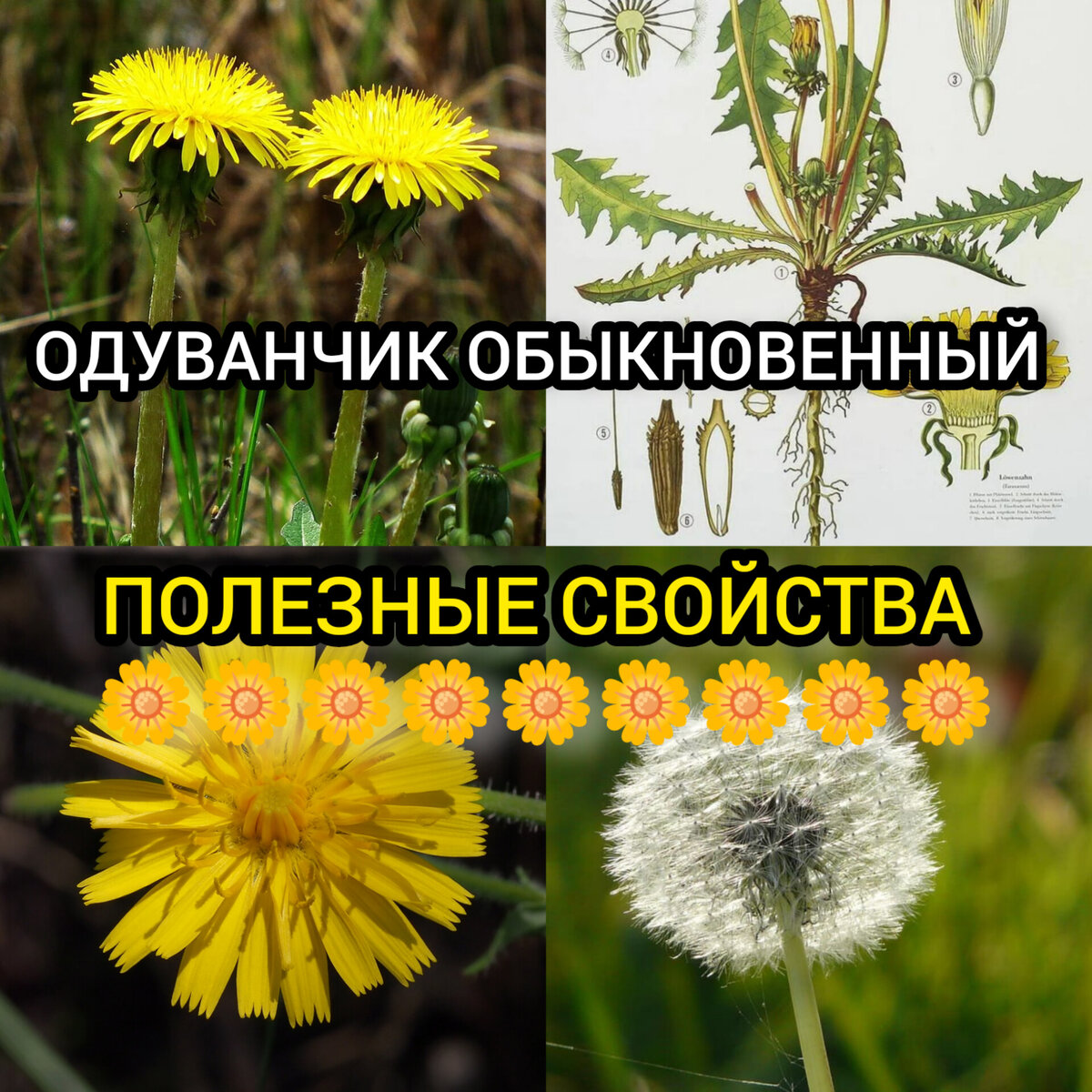 Виды одуванчиков названия
