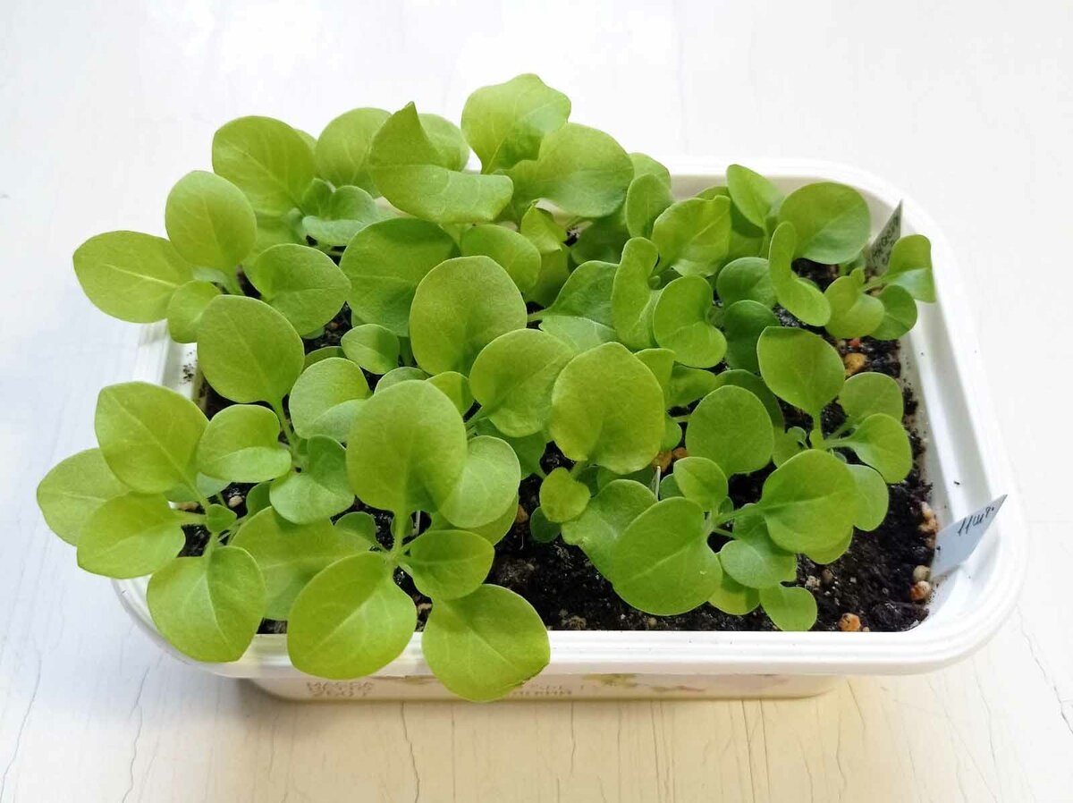 Фото: Дмитрий сторожева