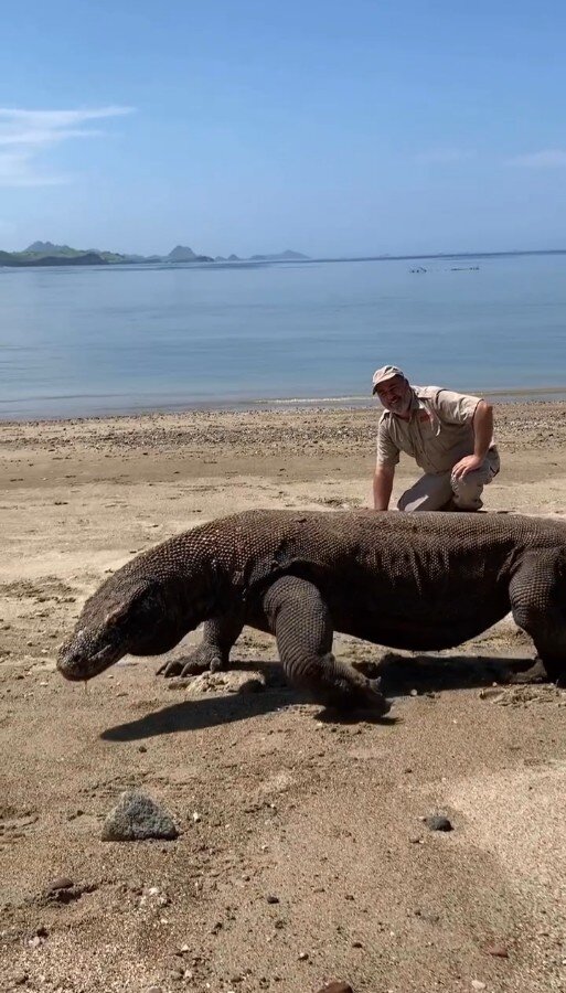 За один присест комодский варан может съесть 80% своего веса, а в особо голодное время любит полакомиться падалью...Да-да, они могут учуять труп на расстоянии 10 км. К несчастью для людей, эти ящеры пируют на могилах, выкапывая неглубоко похороненные трупы😳Наука и факты