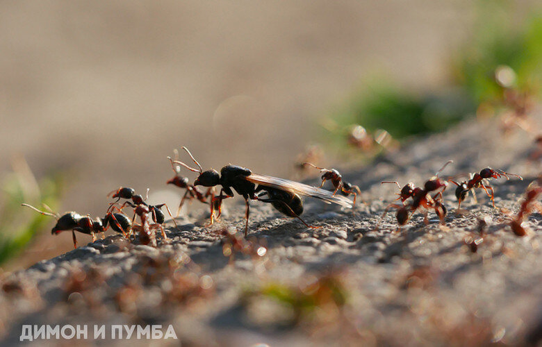 Что лучше: сделать муравьиную ферму своими руками или купить готовую?