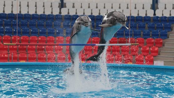    В Минприроды рассказали, что в РФ пока не собираются запрещать дельфинарии Анна Белая