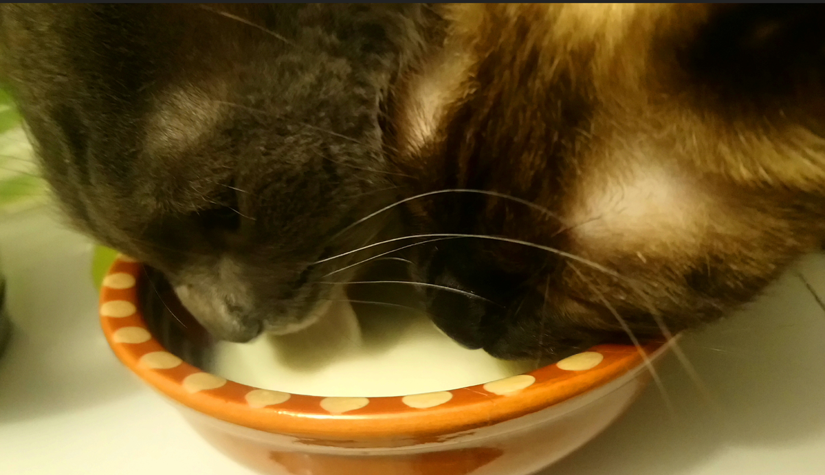 Кошки, которые привыкли регулярно пить молоко, прекрасно его усваивают в любом возрасте.