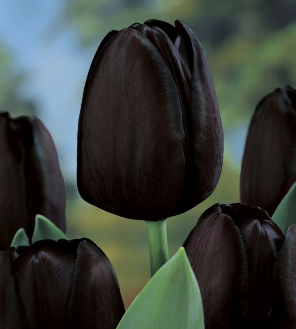 Черный тюльпан "Королева ночи".