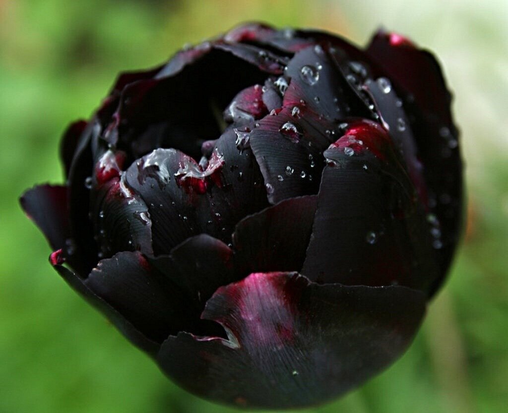 Черный тюльпан "Пол Шерер".