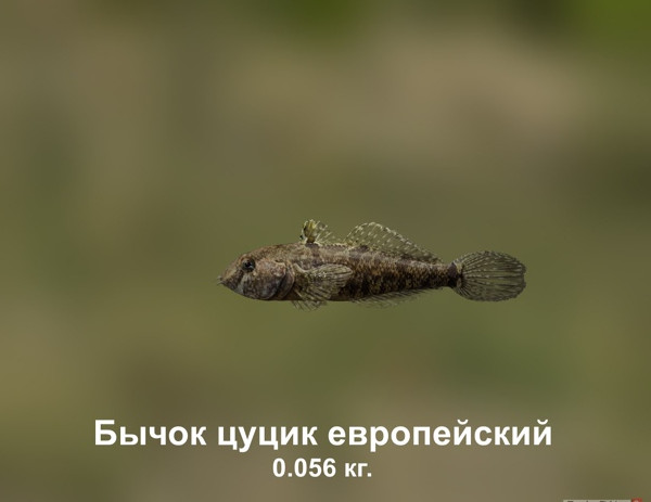 Кто такой цуцик и почему. Я хочу собачку. Кто такой цуцик и почему. Бычок-цуцик интересные факты. Бычок бубырь.