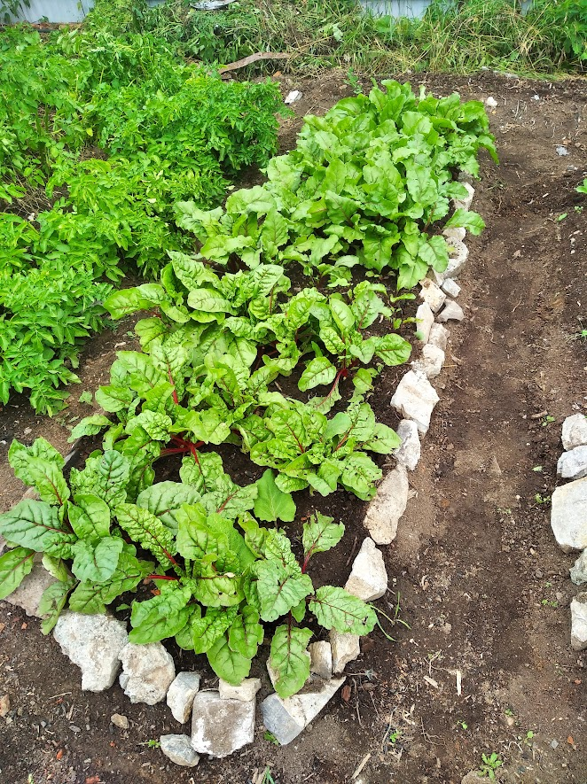 Самообразованные грядки