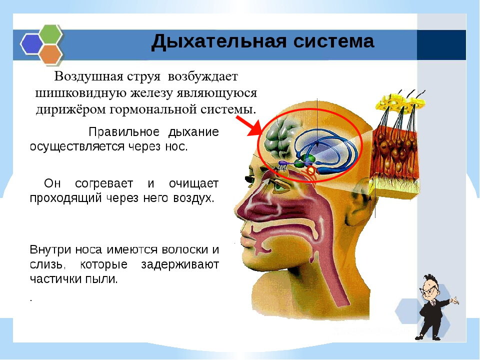 Через нос выдох через рот