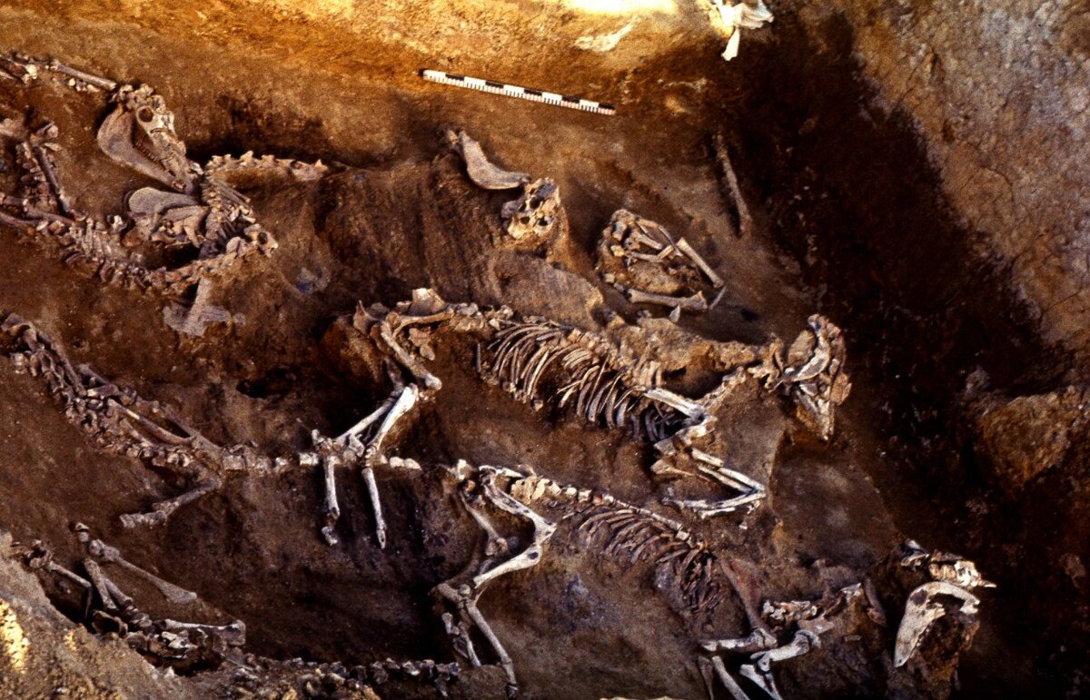 Синташтинский могильник. С сайта https://antropogenez.ru/article/1002/