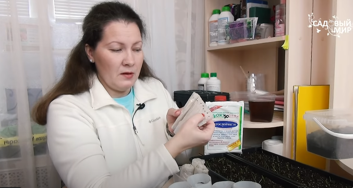 проростки лука Эксибишен