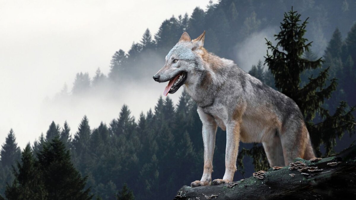 картинка взята из общедоступных источников