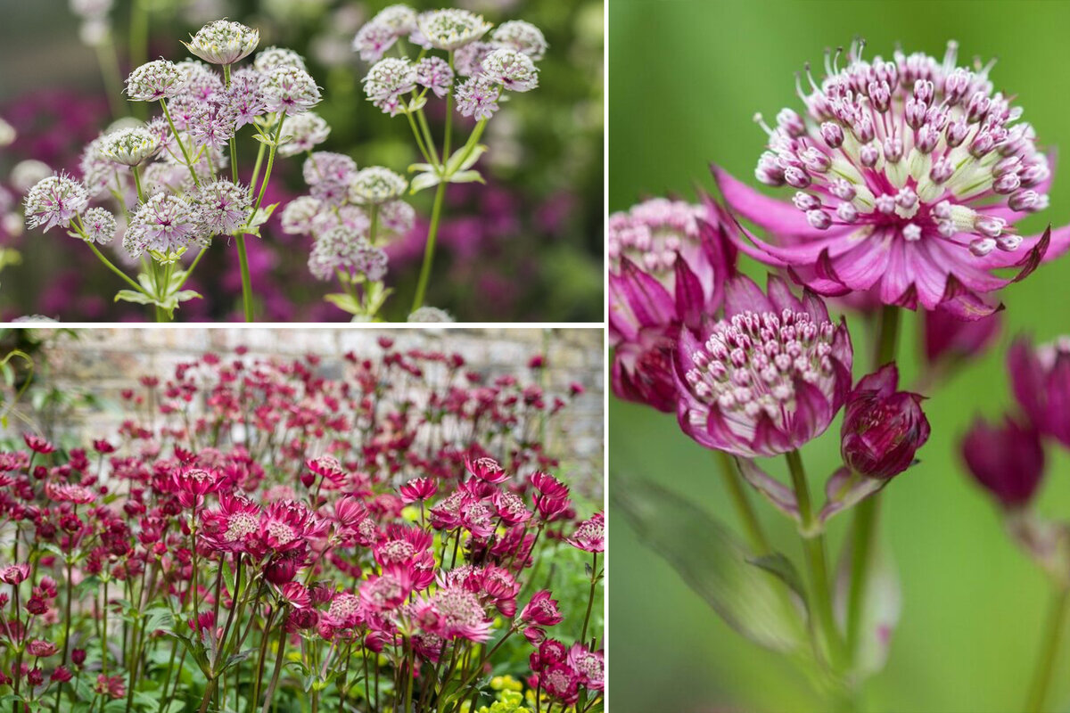 Astrantia ROMA срезка