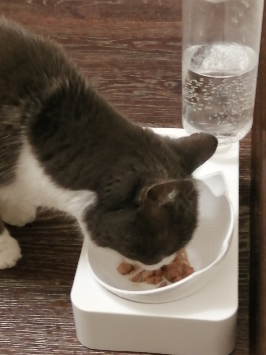 Купили ему  еды, что доктор прописал. Полизал немного. Хоть что-то в желудок попало.