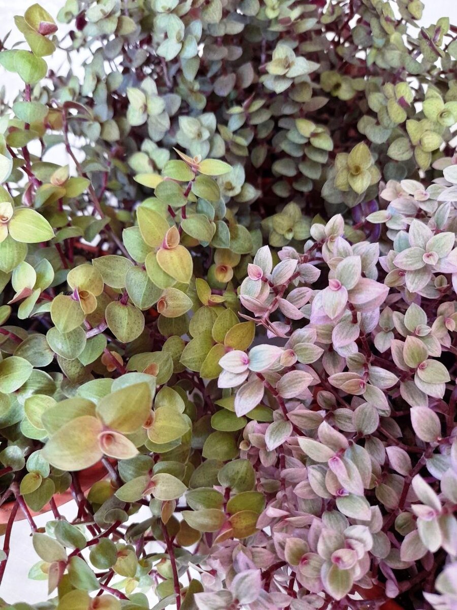 Мои красотки крупным планом..