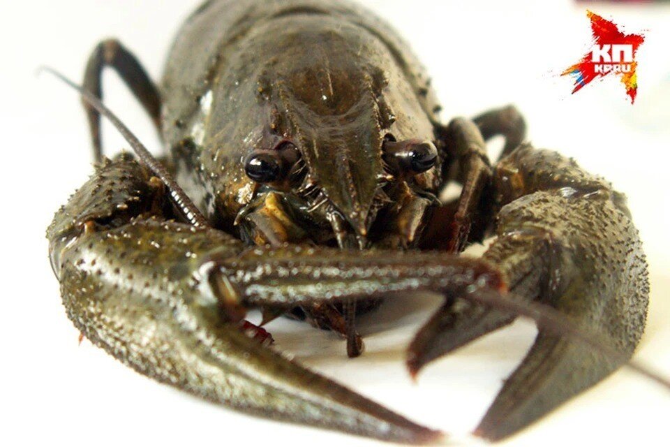     Именно астаксантин придает ракам после варки красный цвет. Станислав ШАХОВ