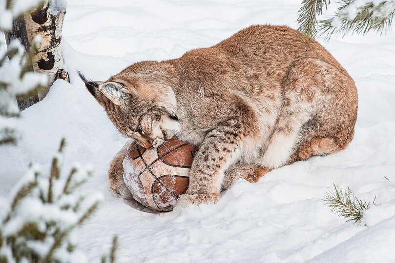     ФОТО: ПАРК «РОЕВ РУЧЕЙ» КРАСНОЯРСК/ VC.COM/ ROEVZOO