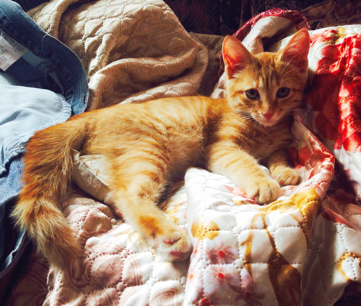 Разве не жалко было такую животинку.