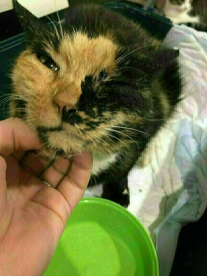 местные котики. кот новости сегодня. кошачий эффект мокрый. местный кот. кошек много не бывает.