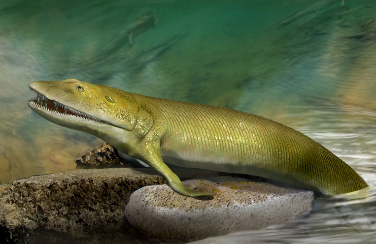 Элпистостега: Существо, подарившее нам пальцы. Одна из первых «рыб», что осмелилась выйти на сушу и приобрела полноценные конечности