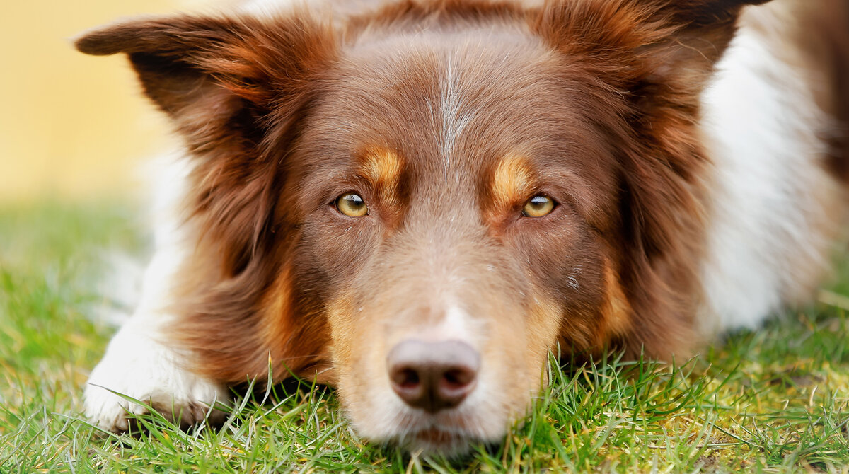 (https://www.gazeta.ru/social/news/2023/02/21/19796137.shtml?updated)В Испании легализуют зоофилию В Испании новый закон о защите животных был одобрен конгрессом 9 февраля 2023 года. Его предложил министр по социальным вопросам Испании Ионе Беларра. Об этом пишет libertaddigital.