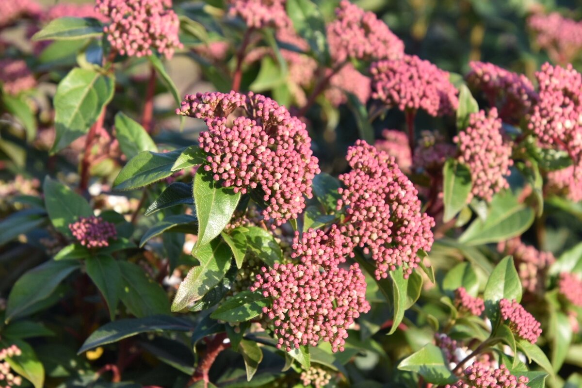 Калина лавролистная. Имеретинская бухта. Адлер в январе