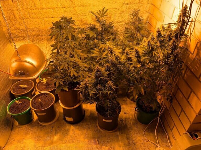    В Оренбурге полиция задержала 35-летнего культиватора конопли Марина Шарт