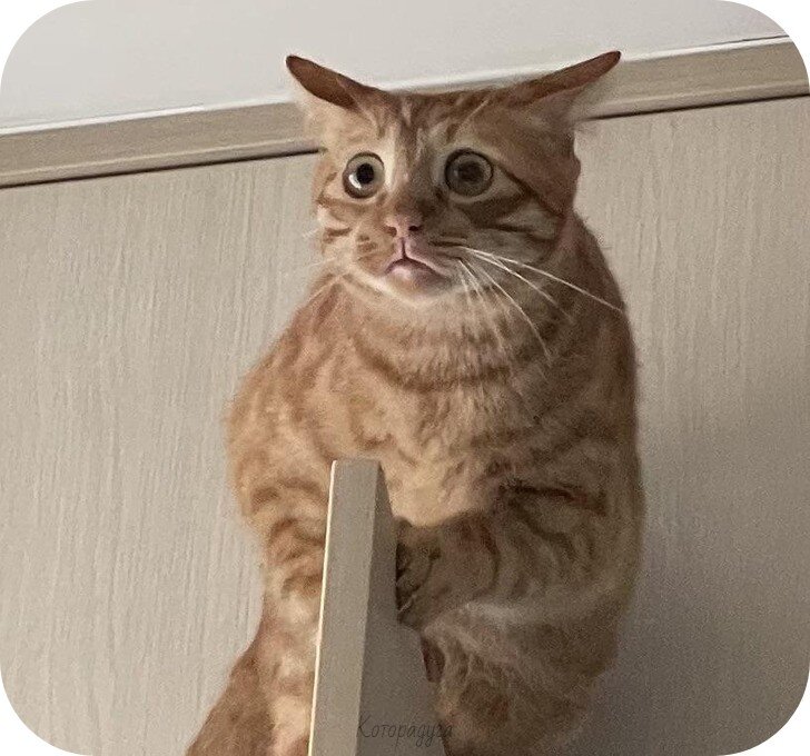 Источник: pinterest.com
