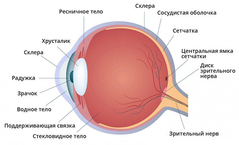 Рис. 2 Строение глаза