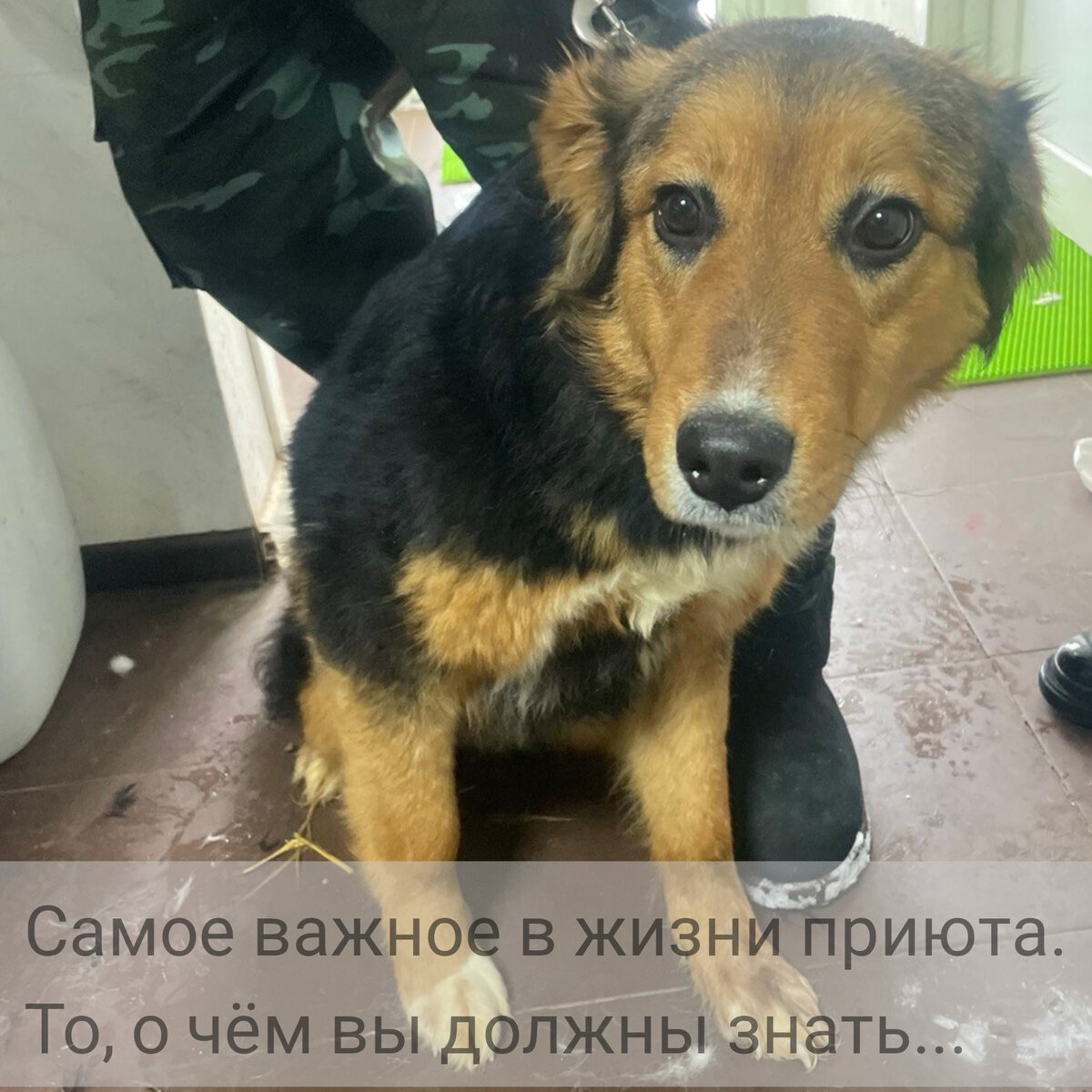 Арти на стерилизации сегодня. Готова обрести семью. Дочка полудикой Малышки, родная сестра Лесси, которая уже счастлива дома.﻿