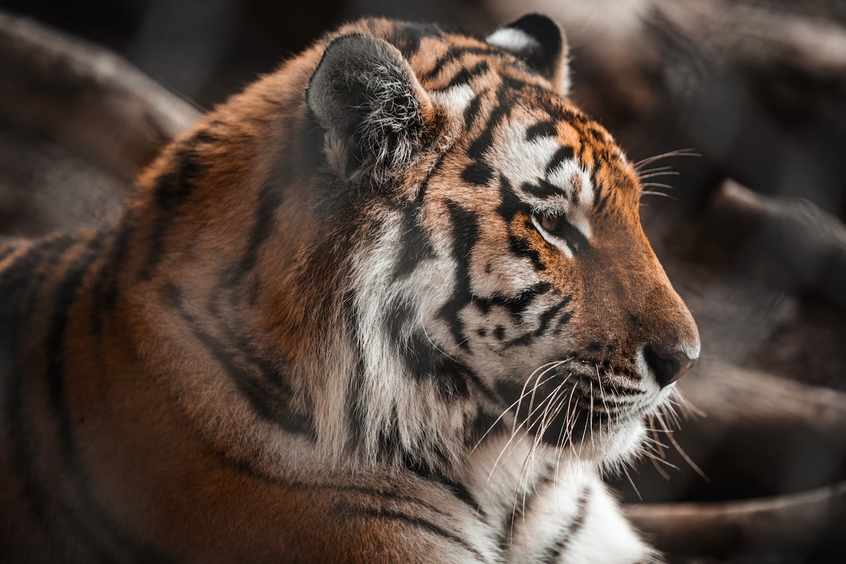 Цирк тигры и львы. Тигр в московском зоопарке. Цирк. Тигры на земле и в воздухе. Украинский тигр.