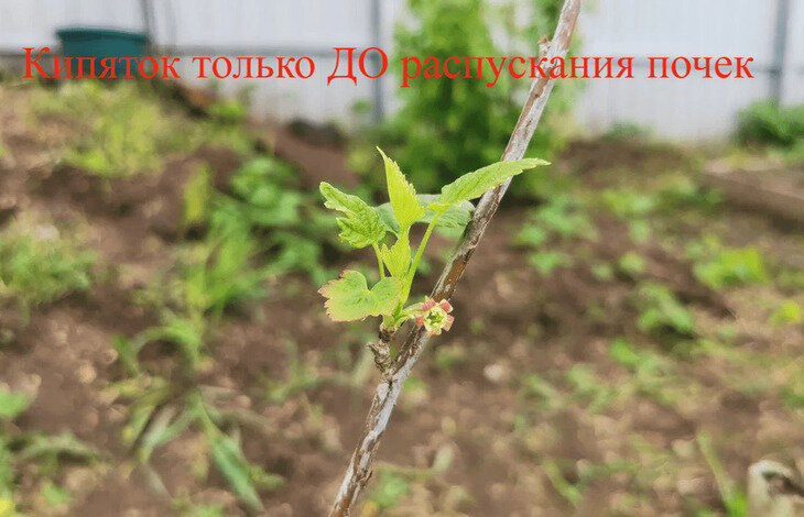    Обработка смородины весной кипятком