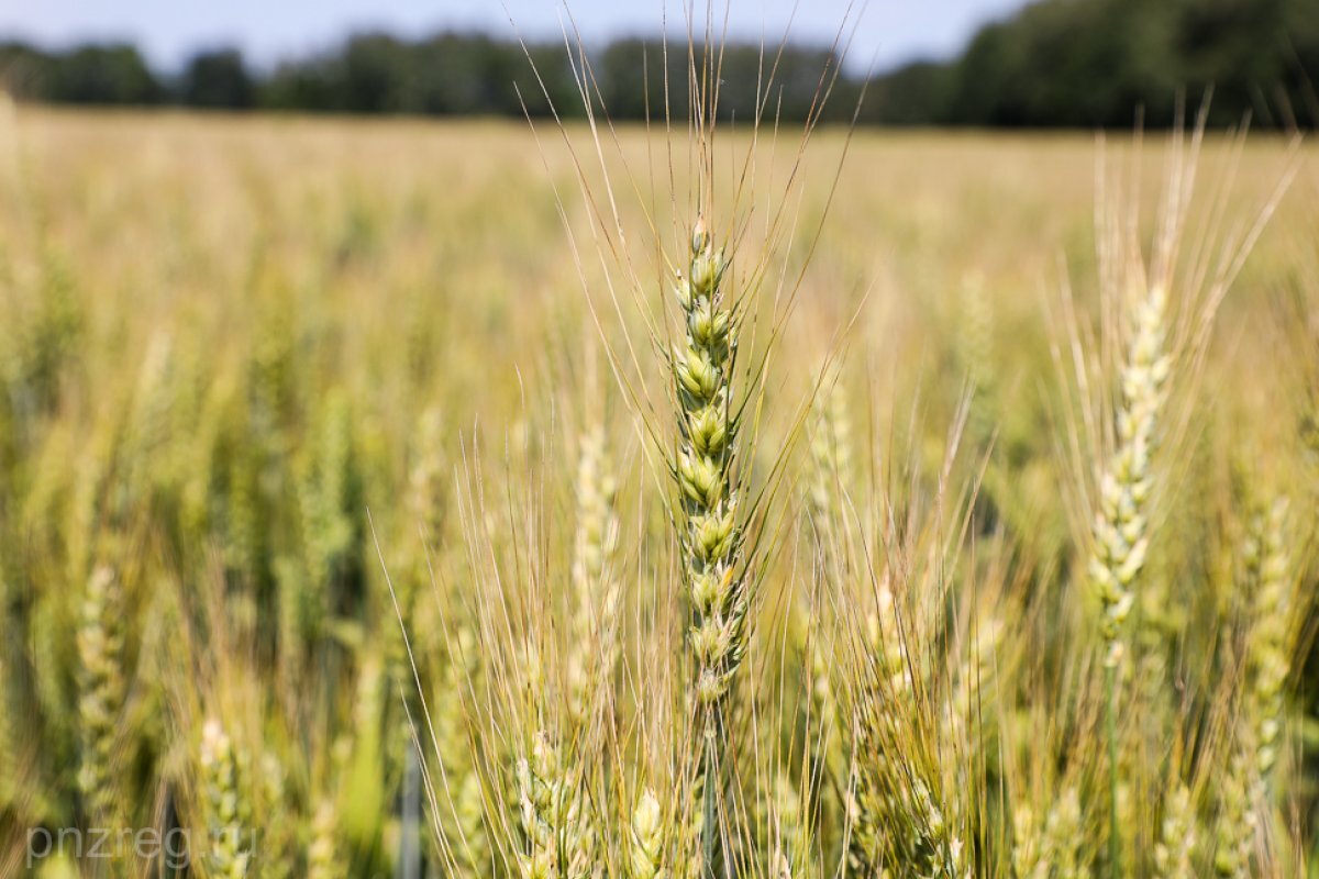    Последние годы в Пензенской области собирают рекордные урожаи.