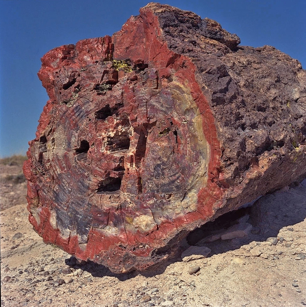 Где найти окаменевшее дерево. Окаменелое дерево.(Petrified Wood).. Окаменелые деревья в Аризоне. Петрифайд-Форест национальный парк. Аризона США парк окаменевший деревья.