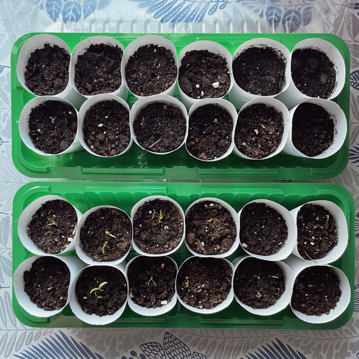 Верхний парник - стаканы без всходов. Нижний - уже есть всходы. Фото от 3.03.2023