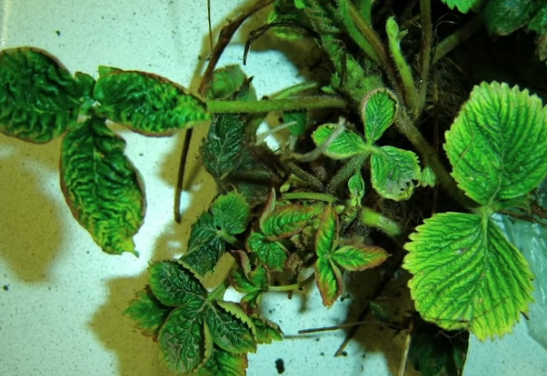 Признаки появления вредителя