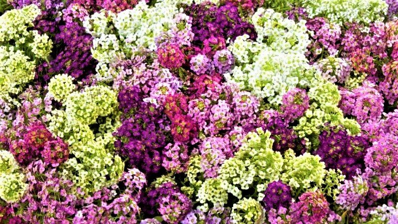 Лобулярия — непрерывное цветение садовых и клумбовых культур до конца сезона