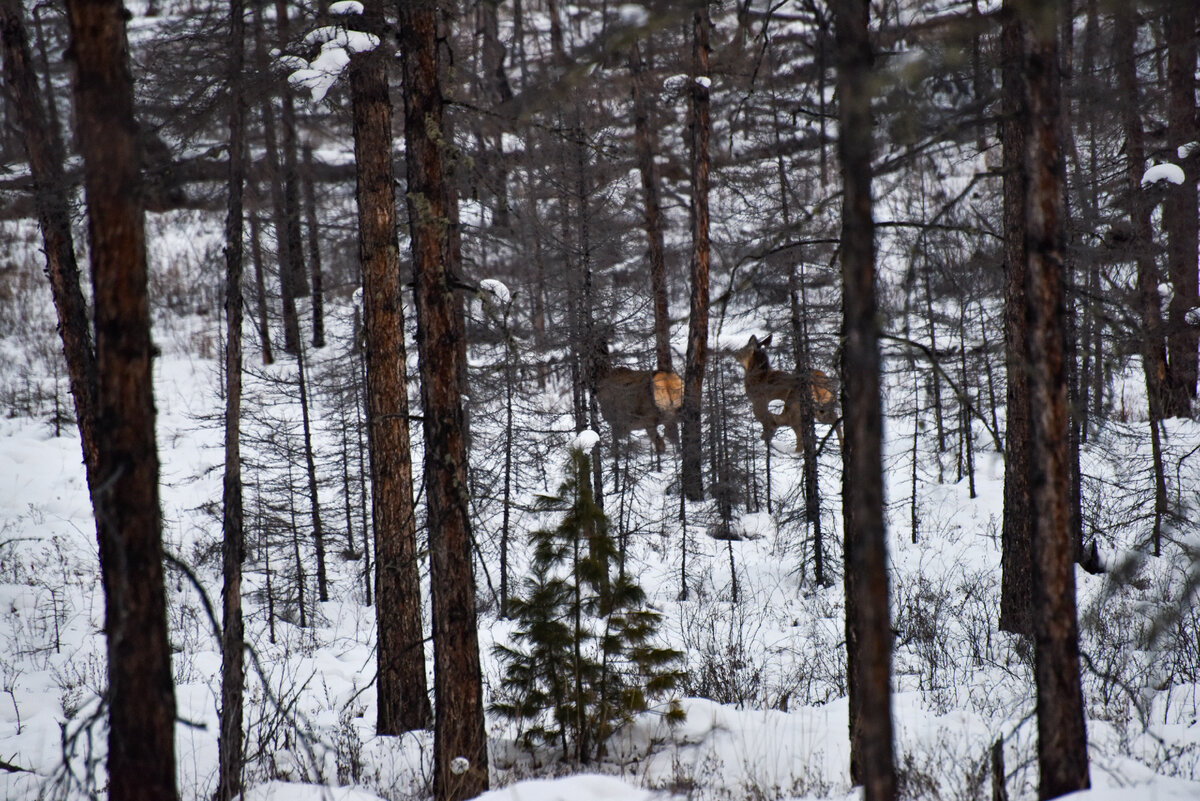 Весьма неспешно удалились